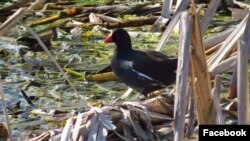 Патица в Боянското блато