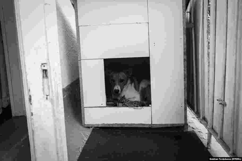 Денис күчүгүн Гадсон деп чакырат. Англис тилинен кыргызчага которгондо бул ысым&nbsp; "Кудайдын уулу" дегенди түшүндүрөт.&nbsp;