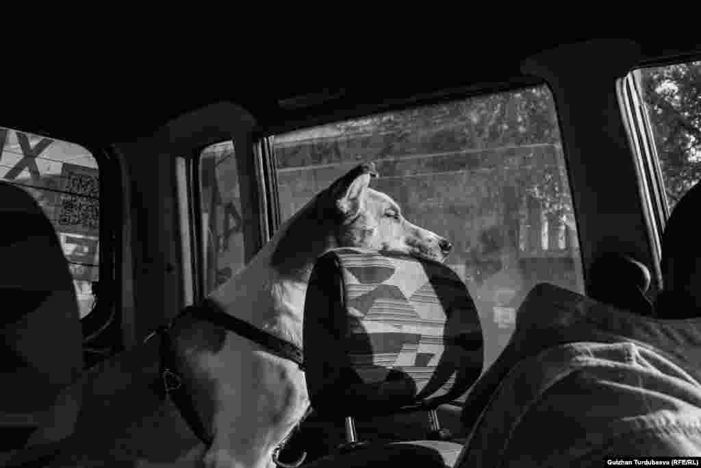 "Бир күнү жумуш менен Беш-Күңгөйдү көздөй бара жаткам. Алдыда бара жаткан машинелердин бир нерсени айланып өтүп жатканын байкадым. Жакын барсам күчүк жатыптыр. Аны машине тебелеп кеткен экен. Жолдун жээгине чыгарып салайын деп машинемден түшүп, жанына барсам, тирүү экен. Мени көрө калып качканга аракет кылды. Бир көзү сыртка агып калыптыр. Буту сынган. Эптеп сүйрөлүп жол жээгине чыкты. Жамгыр жаап жаткан. Күчүккө аябай боорум ооруду. Жок дегенде кыйналбай өлсүн деп жаман чүпүрөккө ороп, жакын жердеги ветеринарга алып бардым", - дейт Денис Реут ити Гадсондун ошол күнү тартылган сүрөттөрүн көрсөтүп жатып.&nbsp;