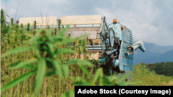 Guvernul a aprobat în noiembrie 2024 proiectul de hotărâre prin care se permite cultivarea cânepii industriale pentru producerea de semințe, fibre, ulei.