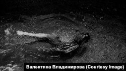 Един от кадрите за изложбата "Магнолии".