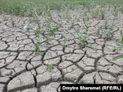 Висохле Каховське водосховище, серпень 2023 рік