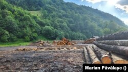 Activiștii de mediu se tem că pădurile devin victimă colaterală a alunecării spre dreapta politică în multe democrații industralizate. 