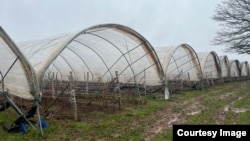 Теплицы в Великобритании.