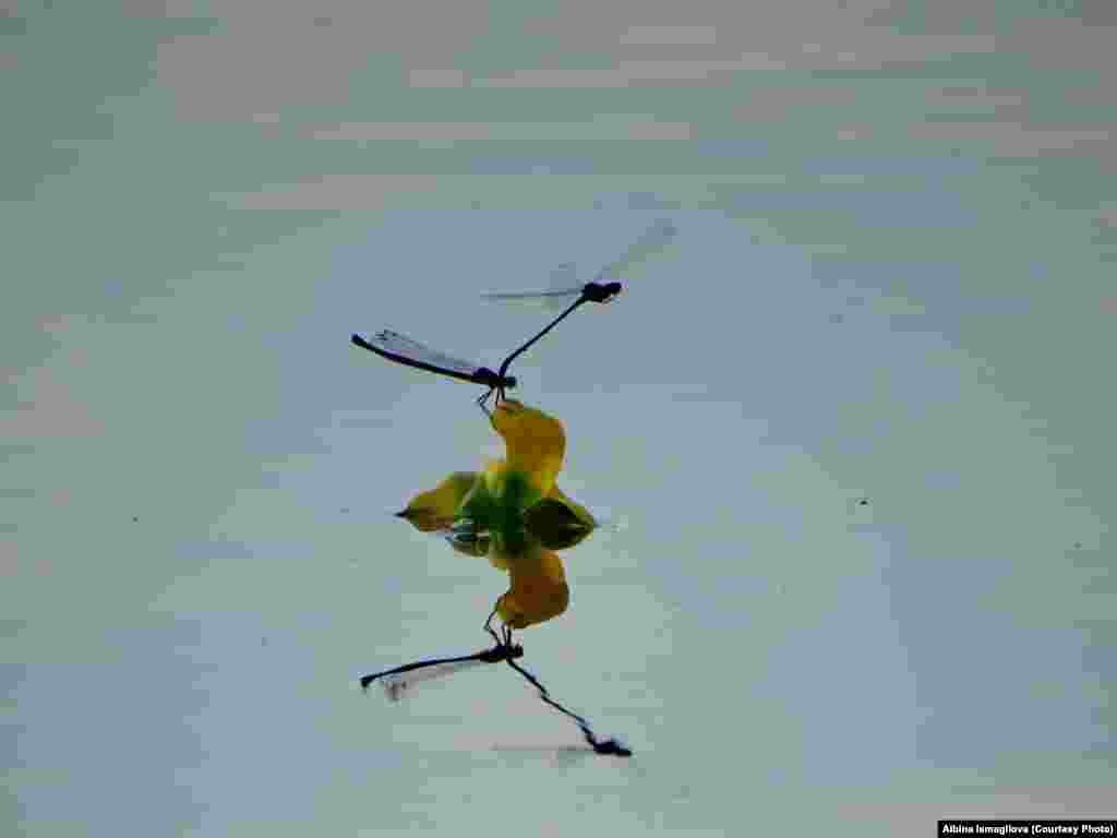 Куштау һәм Йөркәтау тирәсендәге сулыкларның берсендә&nbsp;