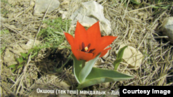 Кыргызстандагы "Кызыл китепке" кирген жоогазындар.