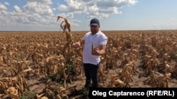 Lan de porumb din raionul Cahul, afectat de secetă.