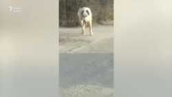 Türkmenabadyň ýaşaýjylary itleriň gyrylmagyna şaýat boldular