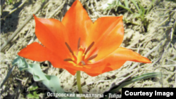 Кыргызстандагы "Кызыл китепке" кирген жоогазындар.