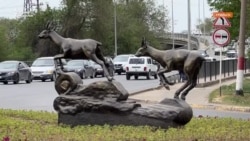 «Просто верх цинизма». В Уральске установили скульптуру сайгаков после их массового отстрела