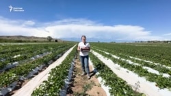 Ысык-Көл: Дыйкандар картөшкөнүн ордуна кулпунай тигишет   