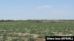 Чегиртке жете элек талаа, фермерлер андан өз алдынча коргонууга аракет кылууда.