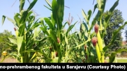 Regeneracijska parcela sa kukuruzom