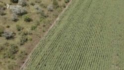 Satul cu 130 de hectare de terenuri abandonate 