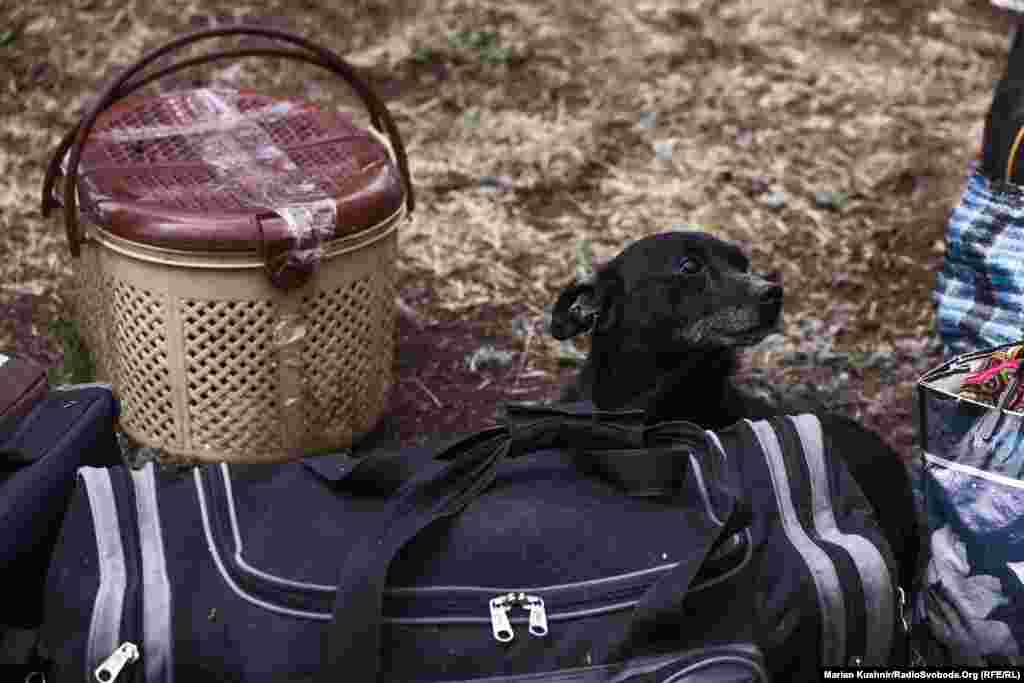 Домашні улюбленці також очікують евакуації з Вовчанська