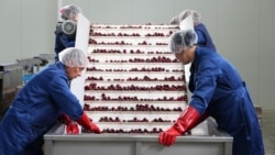 Tehnologii-cheie care deschid poarta pieței UE pentru cireșele din R. Moldova