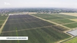 Яблоки на миллион. Итальянский сад в Сокулуке