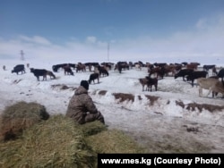 Шенеуніктер Қырғызстанда еттің қымбаттауына жем-шөп пен ветеринарлық препараттар бағасының өсуі және көрші елдерге тірі мал мен ет экспортының ұлғаюы әсер етті дейді