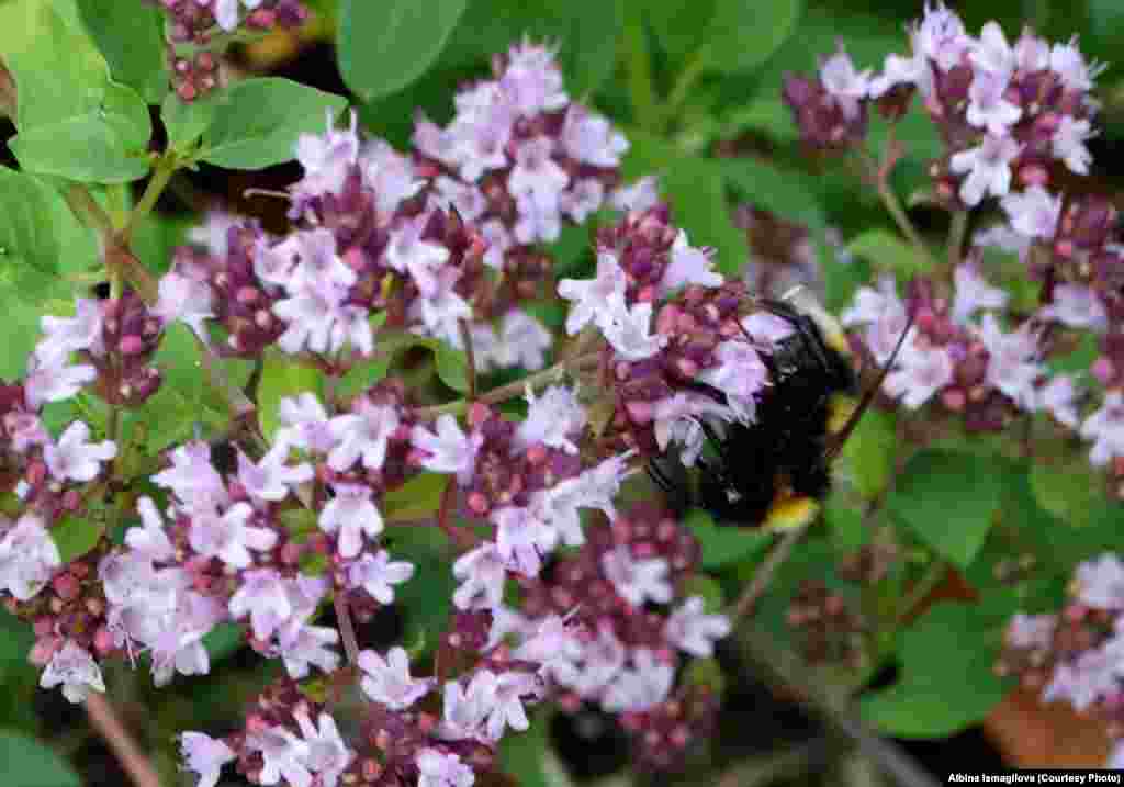 Мәтрүшкә чәчәге