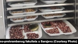 Sušenje sjemena u komori za sušenje sjemena