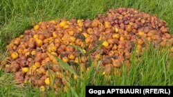 გორის მუნიციპალიტეტში დიდი ლიახვის მარჯვენა და მარცხენა სანაპიროს გასწვრივ განლაგებულ სოფლებს, ქვეყნის მასშტაბით ყველაზე მეტი ვაშლი მოჰყავთ.