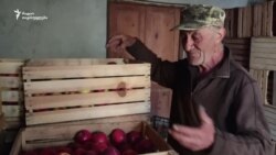 ტარიელ ცაბაძე ვაშლის მოსავალზე