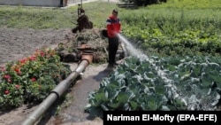 Un tânăr ucrainean udă varza crescută lângă resturile unui tanc rusesc, în satul Velika Dimerka din zona Kiev, Ucraina, pe 22 iulie 2022. 