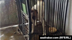 Бродячая собака в клетке. Ашхабад. июль 2022 г.