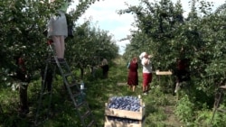 Producător de fructe: „Ba embargo, ba secetă... probleme în fiecare an”