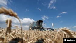 Иллюстарция сүрөт.  Украинадагы буудайды оруп-жыйноо учуру. 17-июль, 2020-жыл.