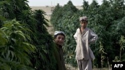 Илустрација: Нива со марихуана во Авганистан