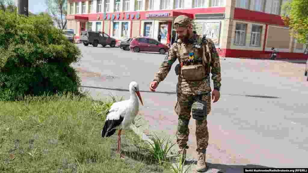 Військовий гладить лелеку, який ймовірно отримав контузію внаслідок обстрілу. Птаху жартома дали ім'я &laquo;Байрактар&raquo;. Місто Барвінкове, Харківська область. Травень 2022 року&nbsp;