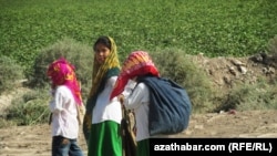 Туркменистан, хлопковые поля в провинции Лебаба