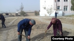 Школьные учителя сажают деревья. Миришкорский район. 