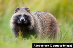 Янотападобны сабака