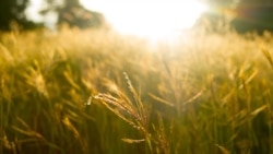 Тест: Курай