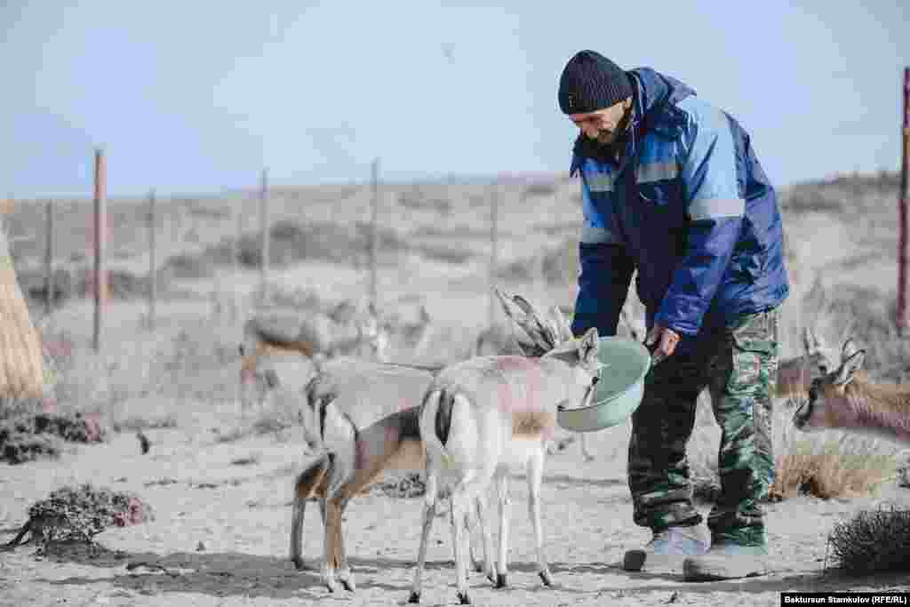 Өзбекстандын Бухара облусундагы атайын жейрен баккан коруктан алып келинген жейрендер жем жеп жатат. Жаныбарлар аларга жем-чөп берген Камчыбек Ашырбаевди жакшы таанып калган.&nbsp; &nbsp;