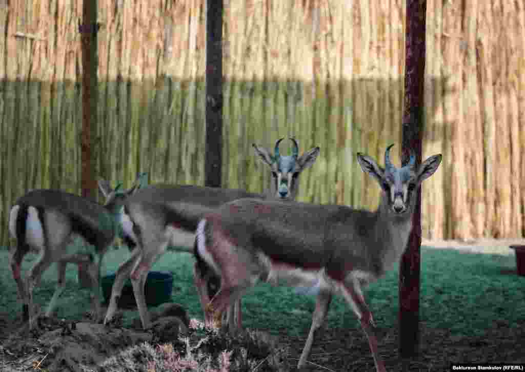 Тынчтыкты сүйгөн бул жаныбарлар тегереги зым тор менен курчалган жерде кармалат. Бул аларды жырткычтарга жем болуудан коргойт.