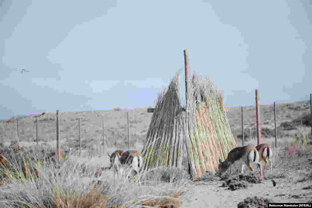 Өткөн жылдын сентябрь айында Кыргызстанга Өзбекстандан жейрен алып келүү жөнүндө келишим түзүлгөн.&nbsp;