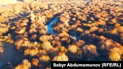 Кочкордогу уникалдуу бадал токойлору кызыл колтук бака үчүн эң жагымдуу ареал саналат.