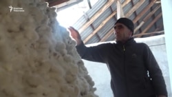 Жалал-Абад: Дыйкандын эмгеги акталбай калды 