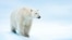 Белый медведь