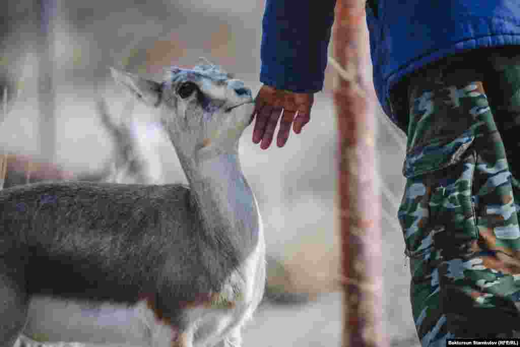 "Кызыл китепке" кирген жаныбарларды көбөйтүп, акырындык менен өлкөнүн башка аймактарына да кое берүү планы бар.