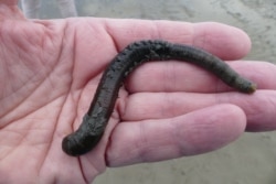 ქვიშის ჭია