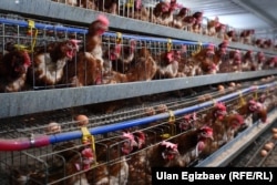 Тоок фермасы