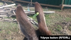 Ар бир эшекке ушундай бирка басылган