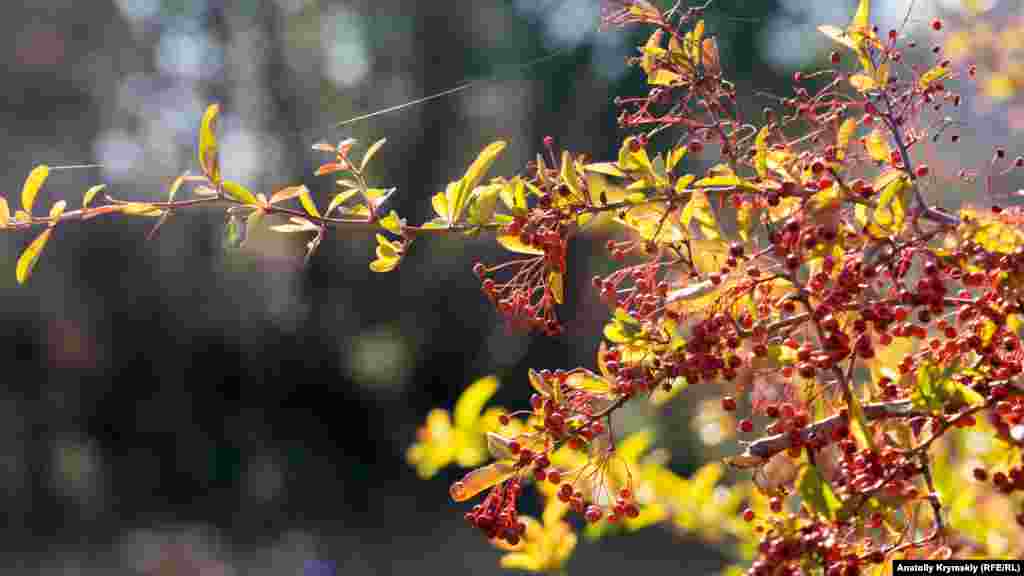 Гілки глоду &laquo;зв'язані&raquo; свіжим павутинням