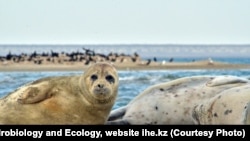 Каспий түлөндөрү