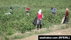 Pagta ýygymyna girişýän lebaply ýygymçylar, 10-njy sentýabr, 2014-nji ýyl. Illýustrasiýa suraty. 