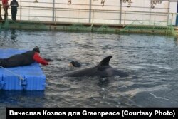 Животные в "китовой тюрьме" в Приморье